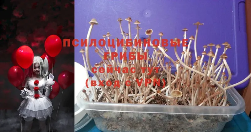 Псилоцибиновые грибы Psilocybe  Ангарск 